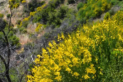 DSC_7318 (Large).JPG